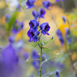 5 класс МКТУ - Аконитин